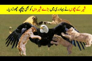 When Wild Animals Attacked on Deadliest Birds | animal fights