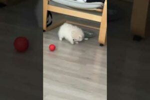 When your baby pomeranian fights a toy ball and looses #pomeranian  #funny   #dog