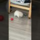 When your baby pomeranian fights a toy ball and looses #pomeranian  #funny   #dog