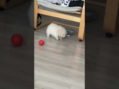 When your baby pomeranian fights a toy ball and looses #pomeranian  #funny   #dog