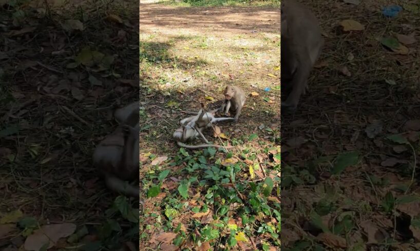 Wild monkey playing for relaxing #animalsfarmofficial #animals #shortsvideo