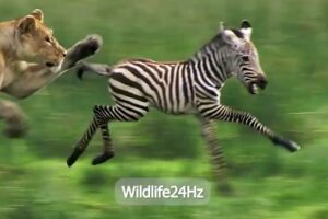 Wildlife24Hz/Wild Animal Fights Part28