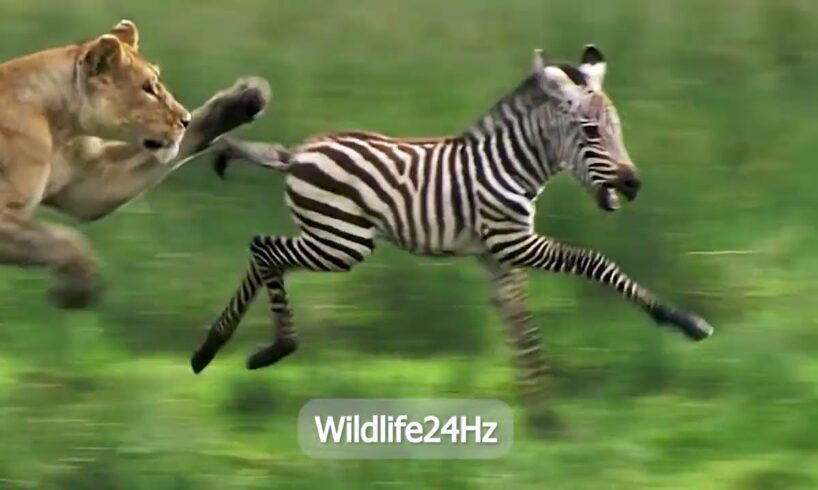Wildlife24Hz/Wild Animal Fights Part28