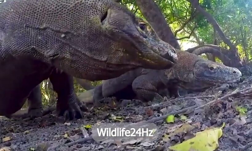 Wildlife24Hz/Wild Animal Fights Part29