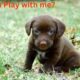 Will you play with Me? Cute Puppies playing I पिल्ले अन्य पिल्लों के साथ खेल रहे हैं