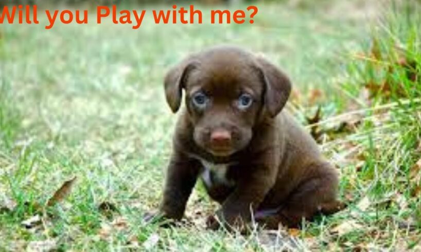 Will you play with Me? Cute Puppies playing I पिल्ले अन्य पिल्लों के साथ खेल रहे हैं