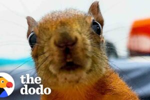 Woman Rescues Two Squirrels And Now They Visit Her Everyday| The Dodo