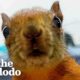 Woman Rescues Two Squirrels And Now They Visit Her Everyday| The Dodo