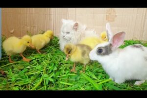 World Cute Cat, Colorful Ducks, Cat,Rabbite,Ducklings ,Cute Animals playing Together |