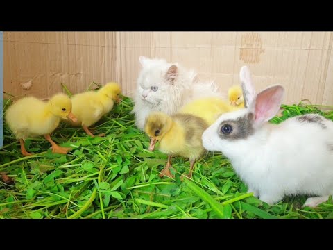 World Cute Cat, Colorful Ducks, Cat,Rabbite,Ducklings ,Cute Animals playing Together |