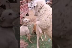 animal fight