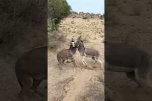 #animals #donkey #youtubeshorts #pets