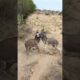 #animals #donkey #youtubeshorts #pets