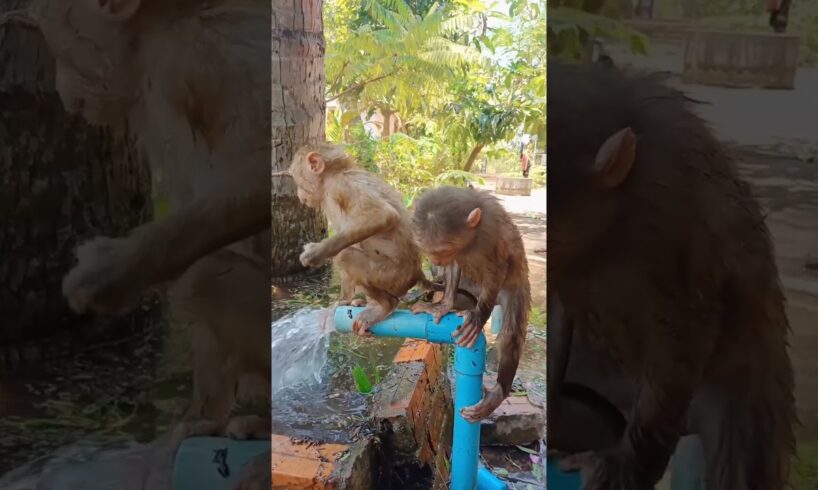 baby monkey playing in the water #shorts  #animals #monkey4u #babyanimal