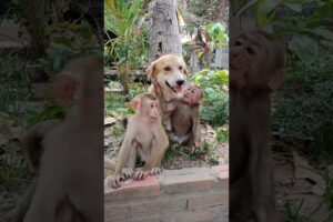 baby monkey playing with dog #shorts  #animals #monkeymonkey #monkeyworld