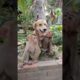 baby monkey playing with dog #shorts  #animals #monkeymonkey #monkeyworld