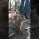 baby monkey playing with dog #shorts  #monkeyplay #animals #monkeylove