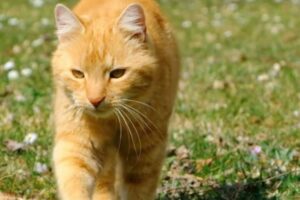 cat Walk on |cat kitty animal /cat videos 🐈🐈