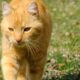 cat Walk on |cat kitty animal /cat videos 🐈🐈