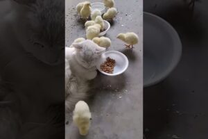 chicken playing with cat #short