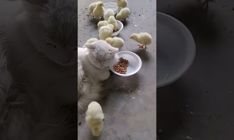 chicken playing with cat #short