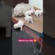 chote chote cute puppies 🥰😘 #puppy #love #trending #viral #shorts