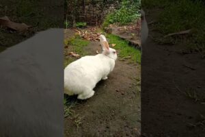 cute baby animals playing