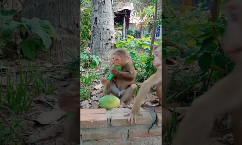cute baby monkey #shorts  #monkeyworld #babyanimal #animals