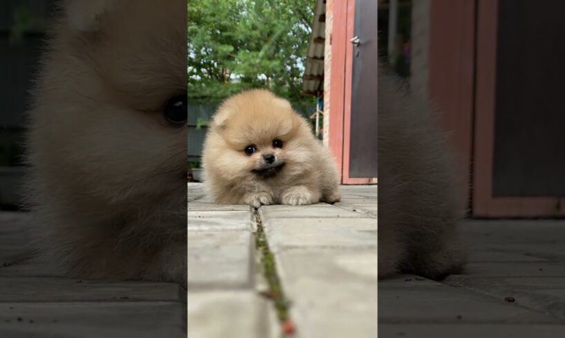 cute dog shorts #cute #puppy #puppies #cutestanimals #most cutest puppy#small#gifts of mother nature