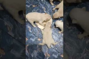 cute puppies eating their food || #blackygeli #doglover