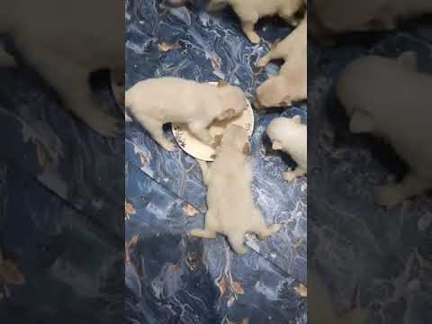 cute puppies eating their food || #blackygeli #doglover