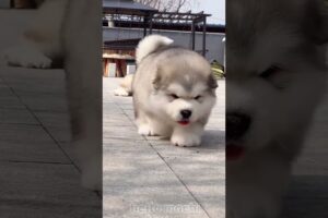 cute puppies funny moment cute overload #hellomochi #cute #funnydogs #funnyanimals #alaskanmalamute