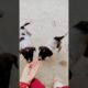 cute puppies 😍🤩#happyness #my #shortvideo #viral
