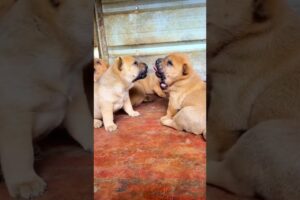 cute puppies howling #dog #cute #pets #bulldog #shortvideo #viral