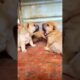 cute puppies howling #dog #cute #pets #bulldog #shortvideo #viral