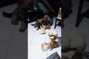 cute puppies love to play together w/ adult dogs. #shorts #puppy #cute #dog #love #pleasesubscribe