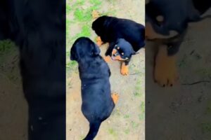 cute puppies playing together ❤️😍#dog#puppy#dog123#cute#pets #bulldog#dog101#bog#shortvideo #viral