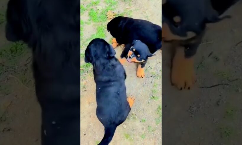 cute puppies playing together ❤️😍#dog#puppy#dog123#cute#pets #bulldog#dog101#bog#shortvideo #viral