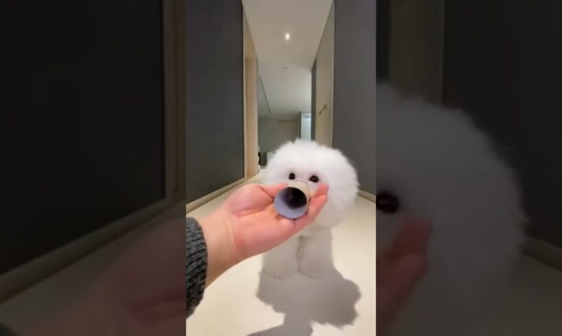 cute puppies short video #shorts #cute #dogs #cuteshorts #funny#tiktok#sakura #cartoon #comedy #043