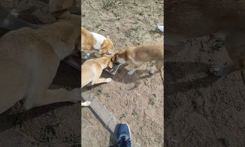 cute puppies #shorts #puppy #dog #cute #doglover #cutepuppy #animal #puppydog #youtubeshorts