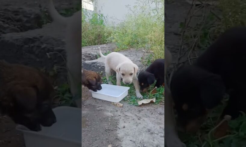 cute puppies 🥰 #straydogs #dogs #doglover #ytshorts #uttarakhand #puppyvideos