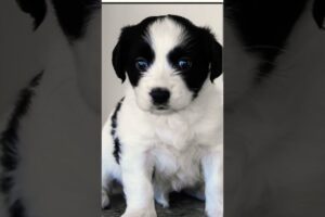 cute puppies to the big dogs