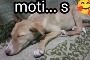 cute puppies#viral #trending #shorts #youtube viral video 😒😒🙏🙏🙏