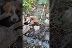 🥰cute puppy is playing in the wet soil🥰 cute puppy😊cutest puppy ever😊#puppy #funny #shorts #pets