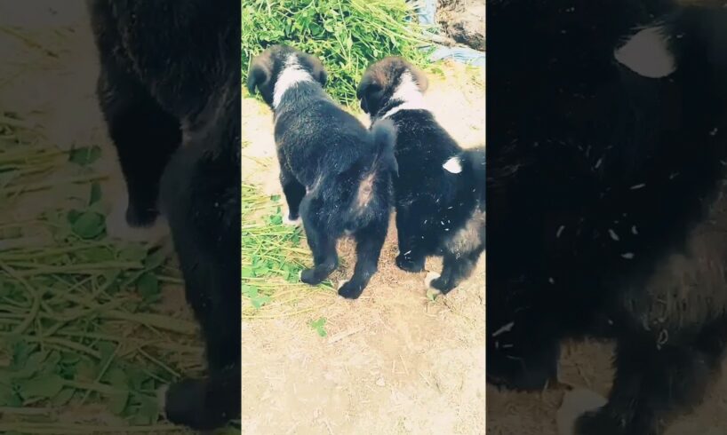 cutest puppies🐕 in the world#shorts #ytshorts #short #animals #puppy