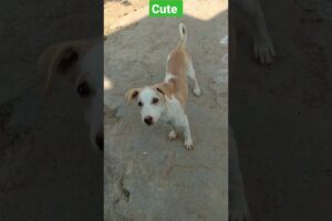 cutest puppy 😍 #shorts #shortsfeed #ytshorts #trending #viral #puppy #dog #puppies #ytshorts #yt