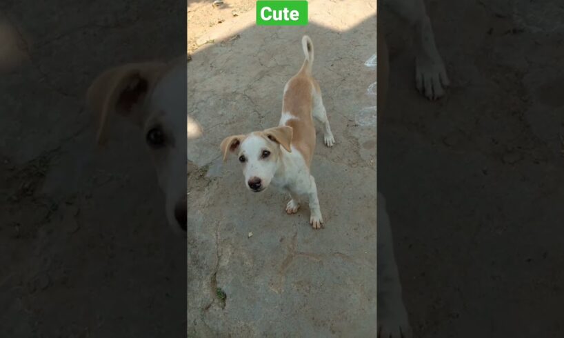 cutest puppy 😍 #shorts #shortsfeed #ytshorts #trending #viral #puppy #dog #puppies #ytshorts #yt