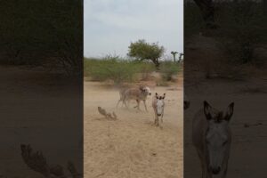#donkey #animals #viral #shorts #short