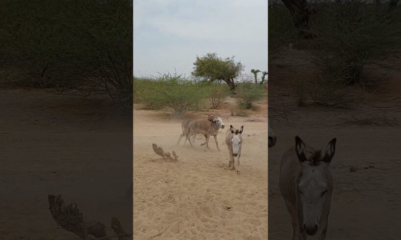 #donkey #animals #viral #shorts #short