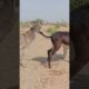 #donkey #animals #youtubeshorts #shortsfeed #pets
